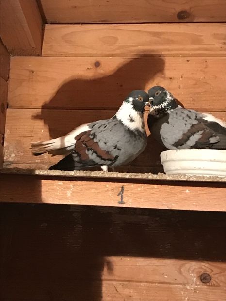 3F96B481-C015-4F6A-A1E0-CCC5F950EB90 - Vargati codalbi