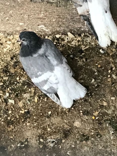 CC28DFD9-720C-4691-A05F-85456E268F83 - Vargati cu dunga alba