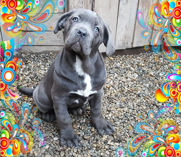 piZap_1522530520203 - Cane corso