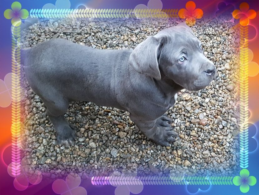 piZap_1522529315643 - Cane corso