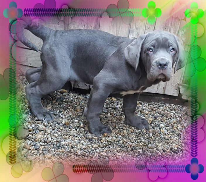 piZap_1522529265824 - Cane corso