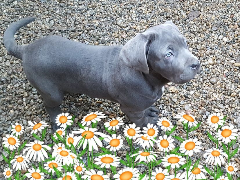 piZap_1522497495694 - Cane corso