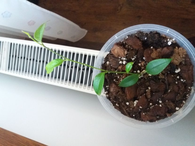  - Hoya cembra odorata