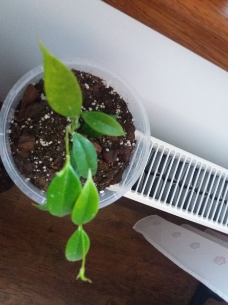  - Hoya cembra odorata