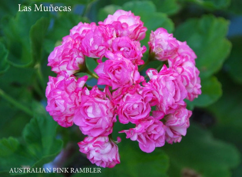 AUSTRALIAN PINK RAMBLER 1 - Dorinte Muscate