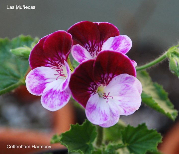 Cottenham Harmony 1 - Dorinte Muscate
