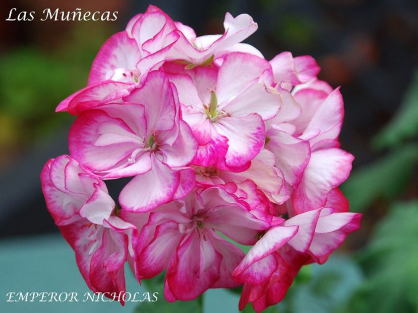 EMPEROR NICHOLAS 1 - Dorinte Muscate