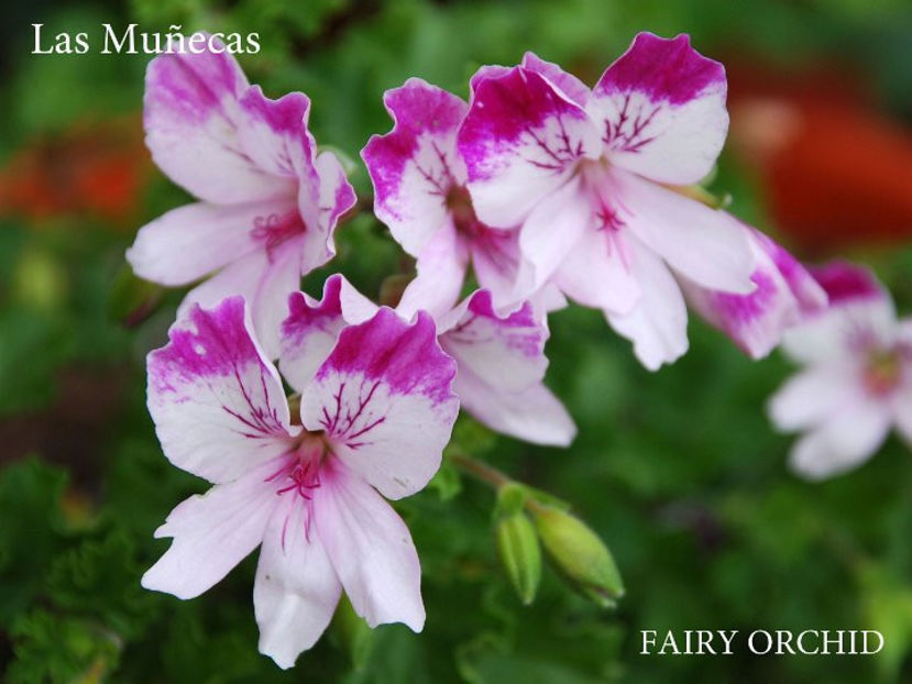 FAIRY ORCHID 1 - Dorinte Muscate