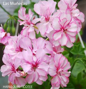 HARLEQUIN PICOTEE 1_325 - Dorinte Muscate