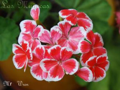 Mr Wren_325 - Dorinte Muscate