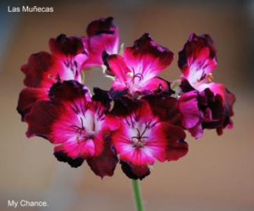 My Chance 1_325 - Dorinte Muscate