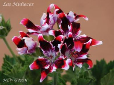NEW GYPSY 1_325 - Dorinte Muscate