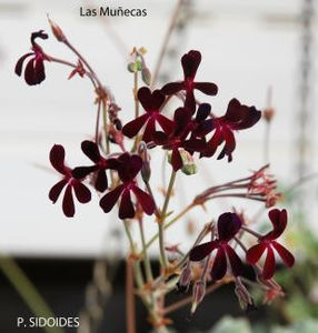 P. SIDOIDES_325 - Dorinte Muscate