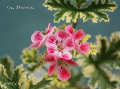 PHYLLIS_325 - Dorinte Muscate