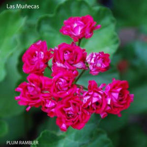 PLUM RAMBLER 1_325 - Dorinte Muscate