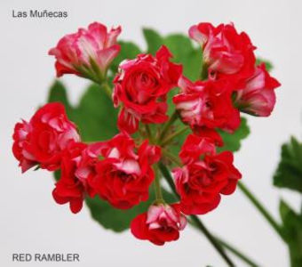 RED RAMBLER 1_325 - Dorinte Muscate