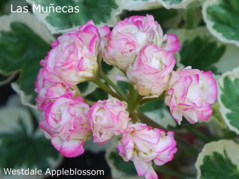 Westdale Appleblossom_Vga - Dorinte Muscate