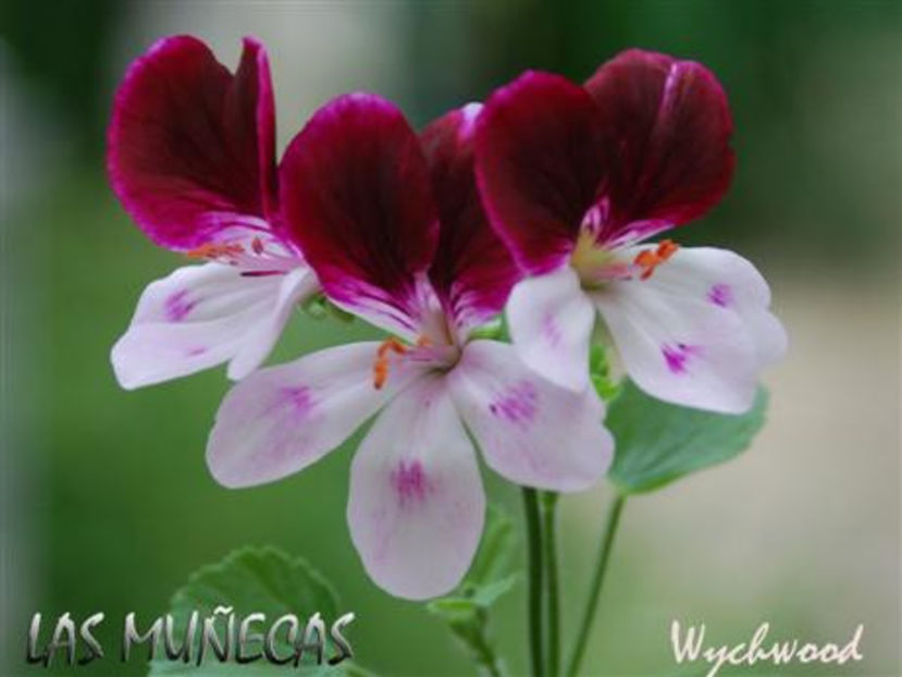 Wychwood (Custom) - Dorinte Muscate