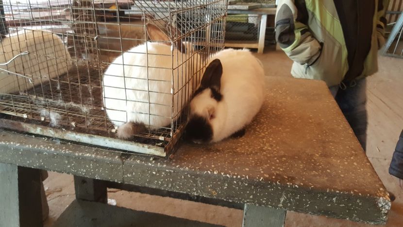  - Targ orastie martie 2018