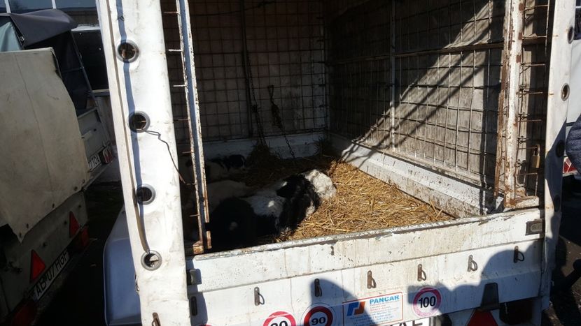  - Targ orastie martie 2018