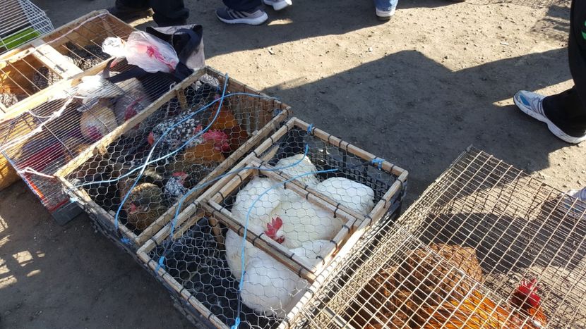  - Targ orastie martie 2018