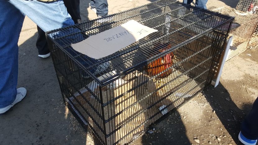  - Targ orastie martie 2018