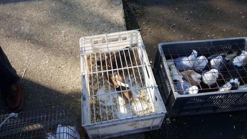  - Targ orastie martie 2018