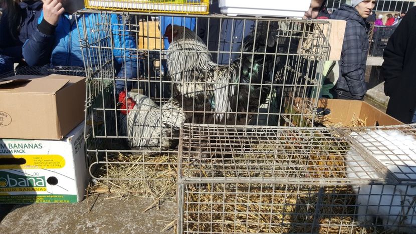  - Targ orastie martie 2018