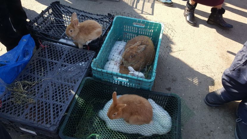  - Targ orastie martie 2018