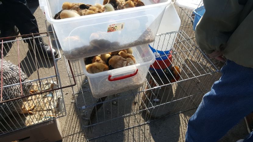  - Targ orastie martie 2018