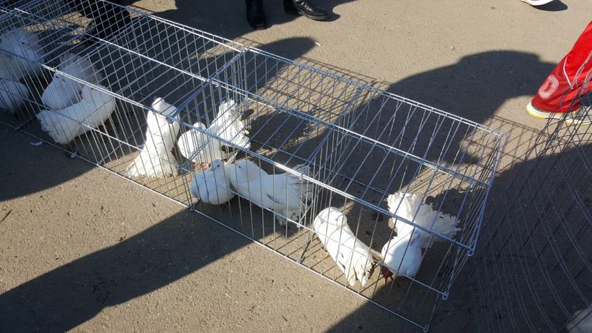  - Targ orastie martie 2018