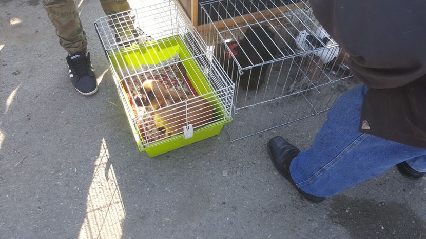  - Targ orastie martie 2018