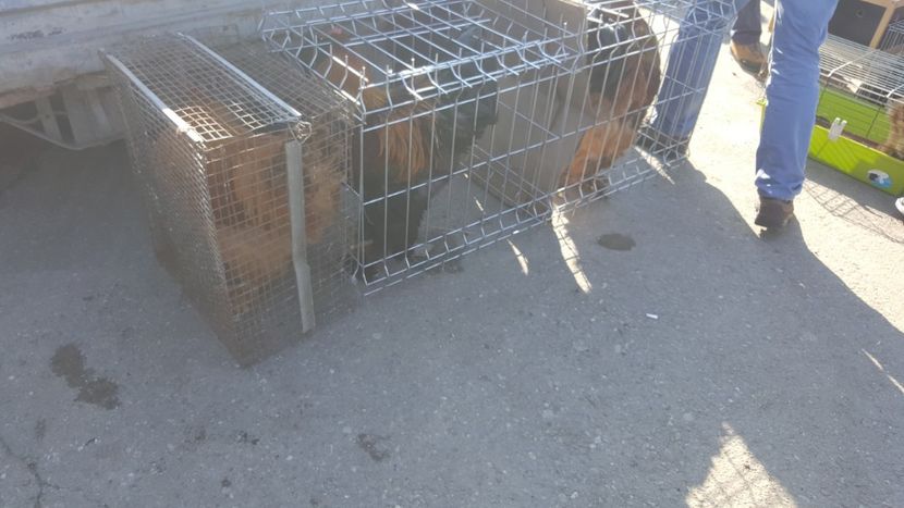  - Targ orastie martie 2018