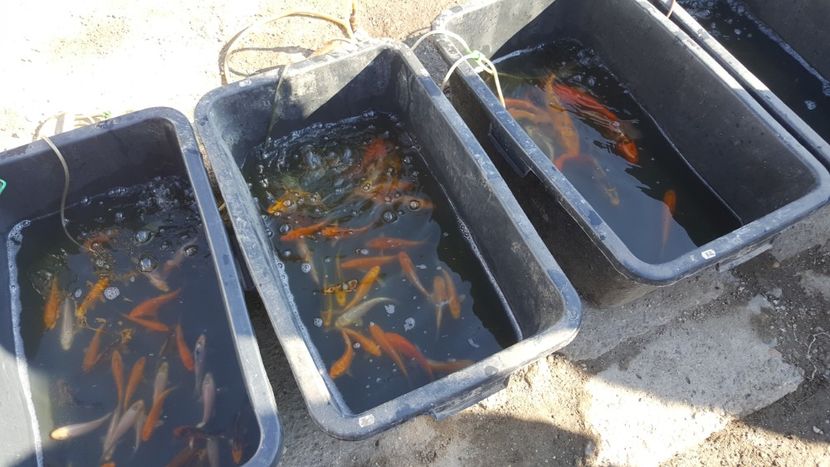  - Targ orastie martie 2018