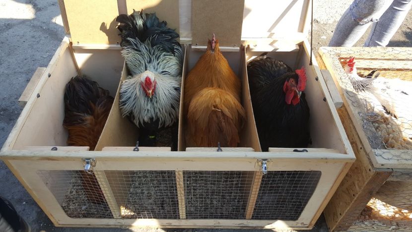  - Targ orastie martie 2018