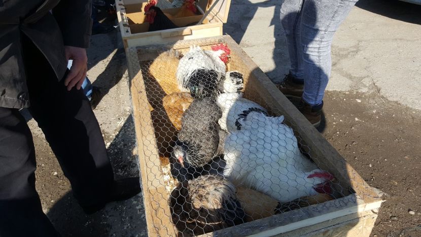  - Targ orastie martie 2018