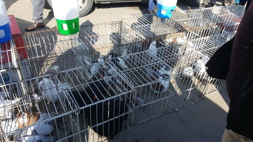  - Targ orastie martie 2018