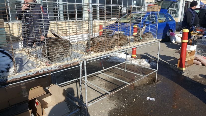  - Targ orastie martie 2018