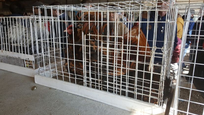  - Targ orastie martie 2018