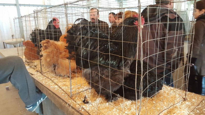  - Targ orastie martie 2018