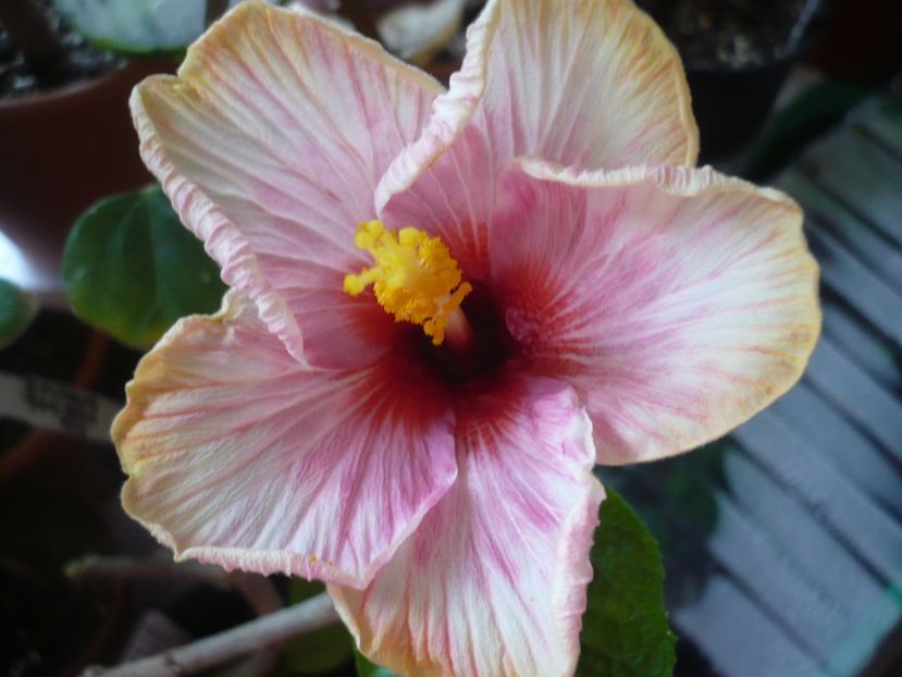 P1360460 - HIBISCUSI 2018-1