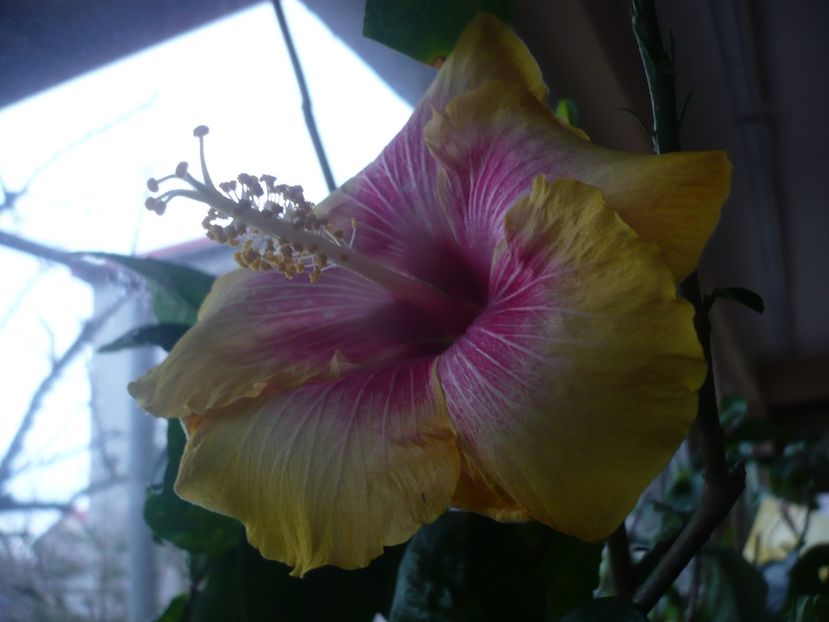 P1360463 - HIBISCUSI 2018-1