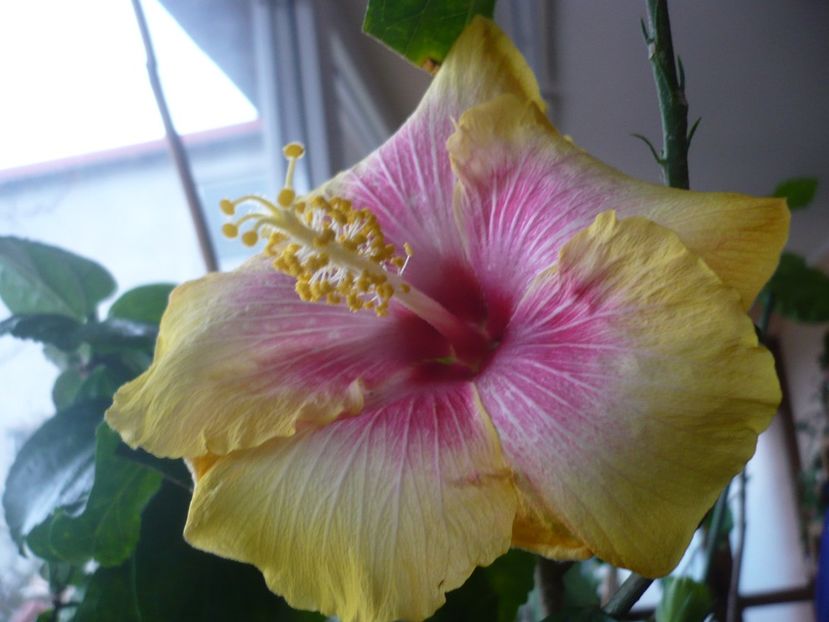 P1360464 - HIBISCUSI 2018-1