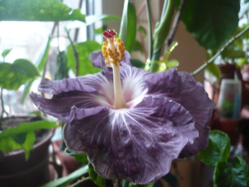 P1360465 - HIBISCUSI 2018-1