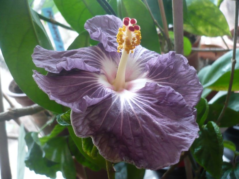 P1360468 - HIBISCUSI 2018-1