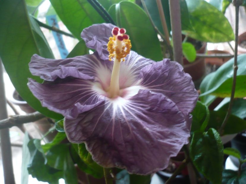 P1360470 - HIBISCUSI 2018-1