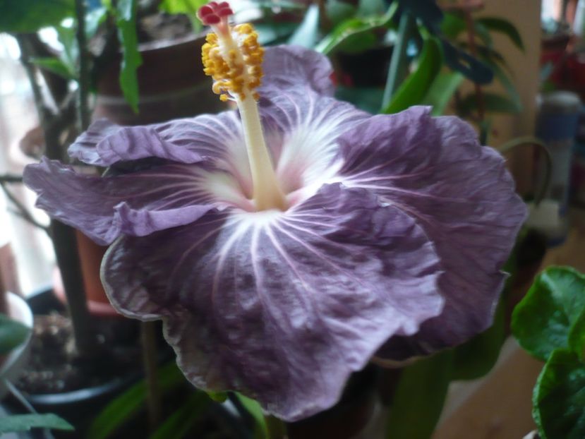 P1360467 - HIBISCUSI 2018-1