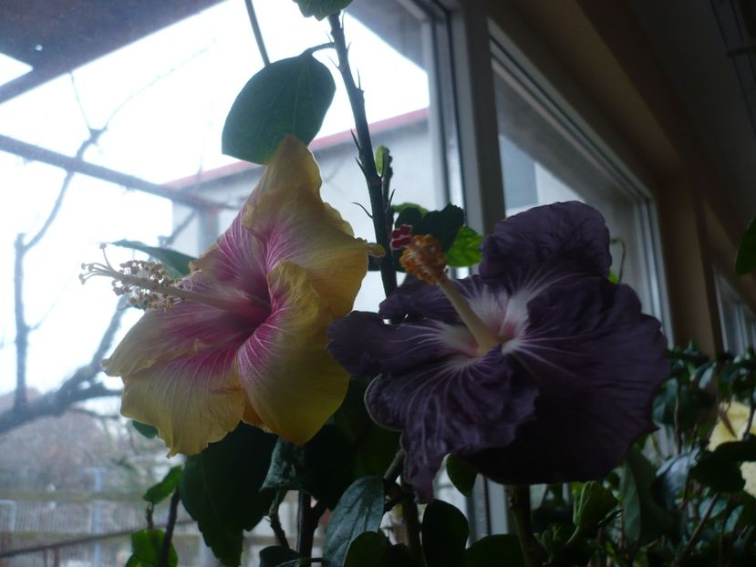 P1360472 - HIBISCUSI 2018-1