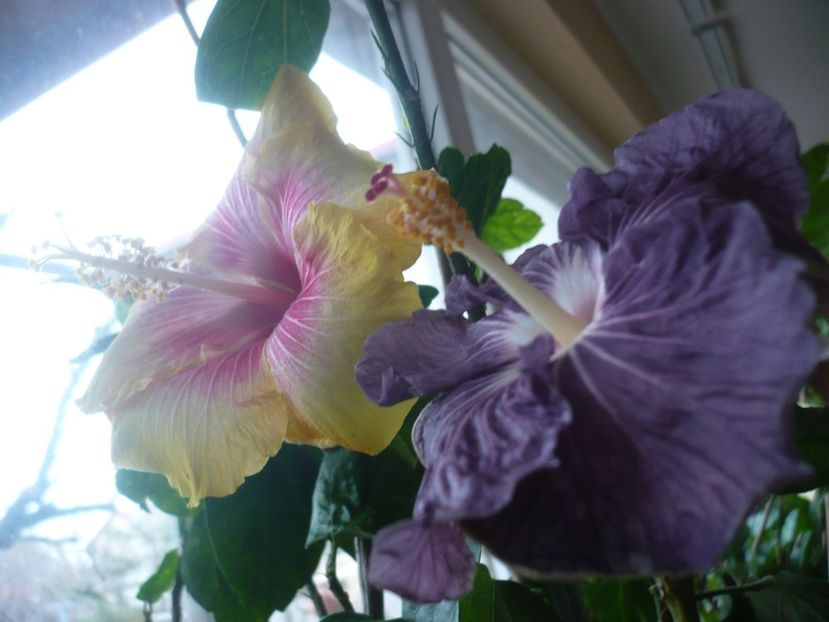 P1360473 - HIBISCUSI 2018-1