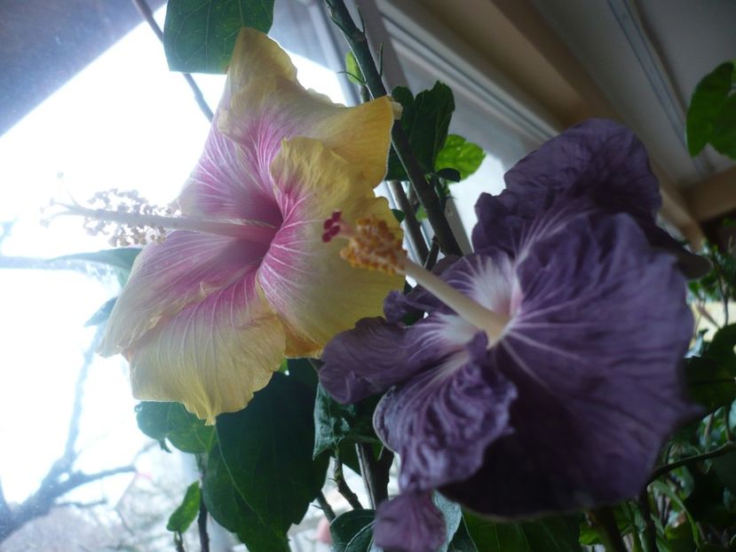 P1360474 - HIBISCUSI 2018-1